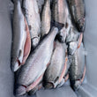 Load image into Gallery viewer, Pick Up Saturday in Newfields, NH